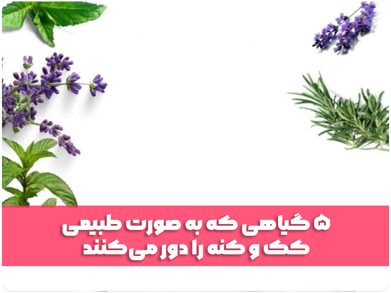 5 گیاهی که به صورت طبیعی کک و کنه را دور می‌کنند